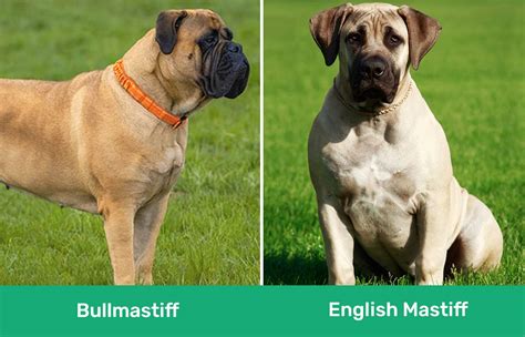 difference between english mastiff and bullmastiff|english mastiff vs bullmastiff coat.